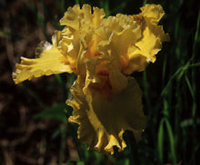 Carica l&#39;immagine nel visualizzatore di Gallery, Iris Barbata Alta &quot;Pure as Gold&quot; in vaso
