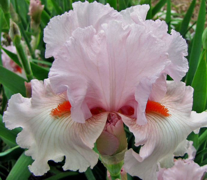 Iris Barbata Alta 