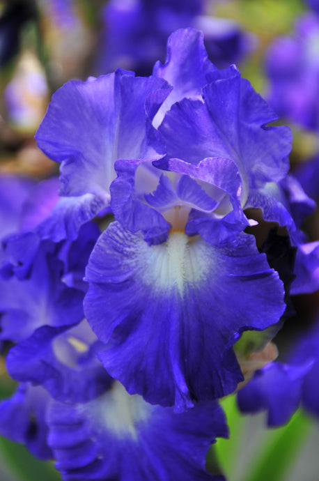 Iris Barbata Alta 