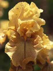 Iris Barbata Alta "Desert Echo" in vaso