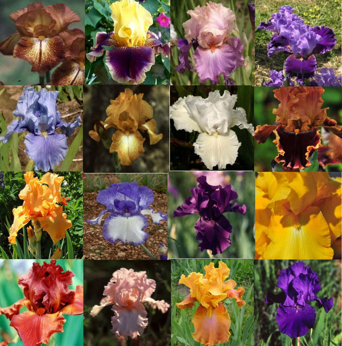 Iris Barbate Alte a miscuglio n. 50 rizomi