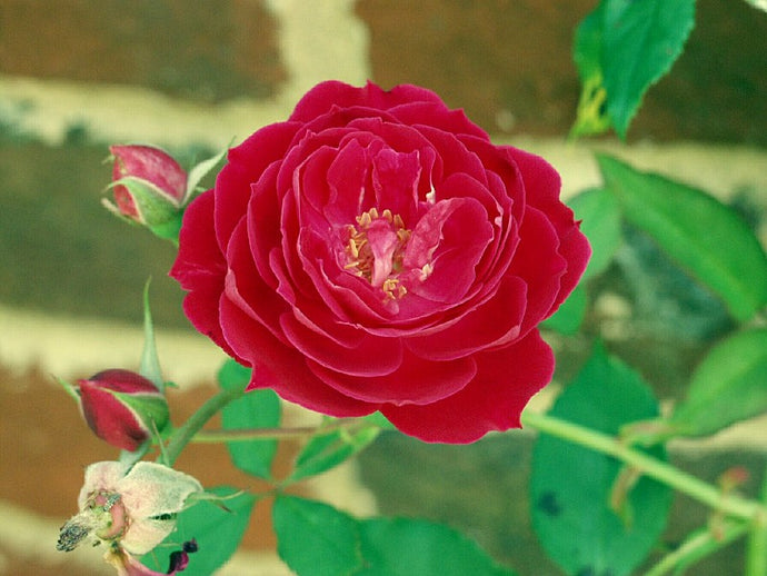 Rosa 