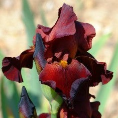 Iris Barbata Alta 
