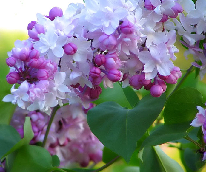  Syringa Vulgaris 