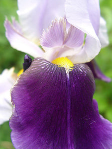 Iris Barbata Alta "Braithwaite" in vaso