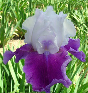 Iris Barbata Alta "Gay Parasol" in vaso