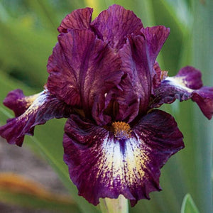Iris Barbata Alta "Tenninson Ridge"