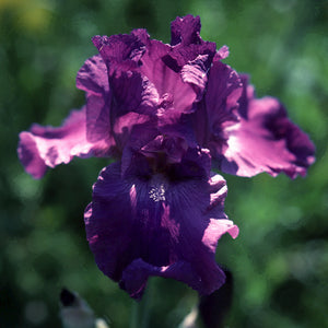 Iris Barbata Alta "Gondolier"