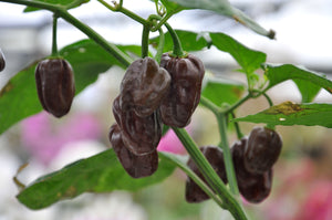 Capsicum Chinense "Habanero Chocolate"