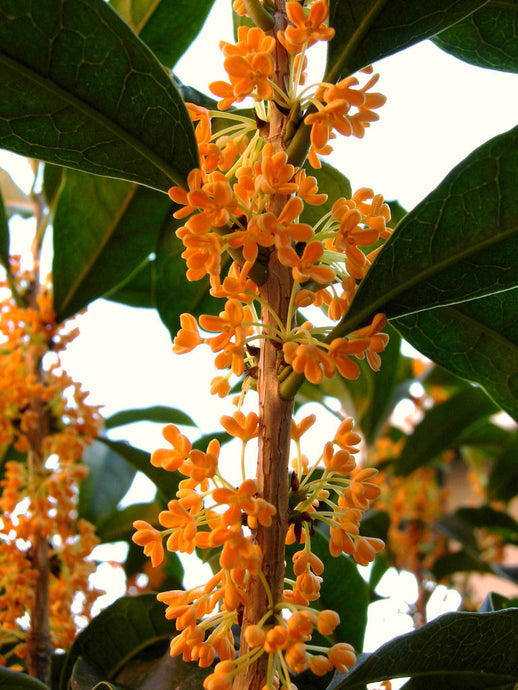 Osmanthus Fragrans Rubra