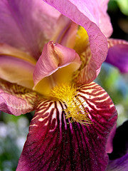 Iris Barbata Alta "Senlac" in vaso