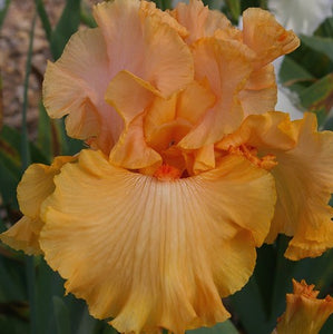 Iris Barbata Alta "Big Squeeze" in vaso