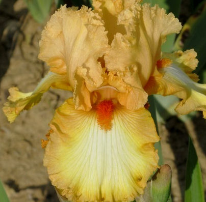Iris Barbata Alta 