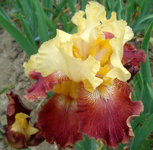 Iris Barbata Alta "Brasero" in vaso