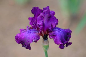 Iris Barbata Alta "Swingtown"