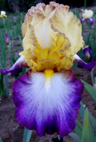 Iris Barbata Alta 