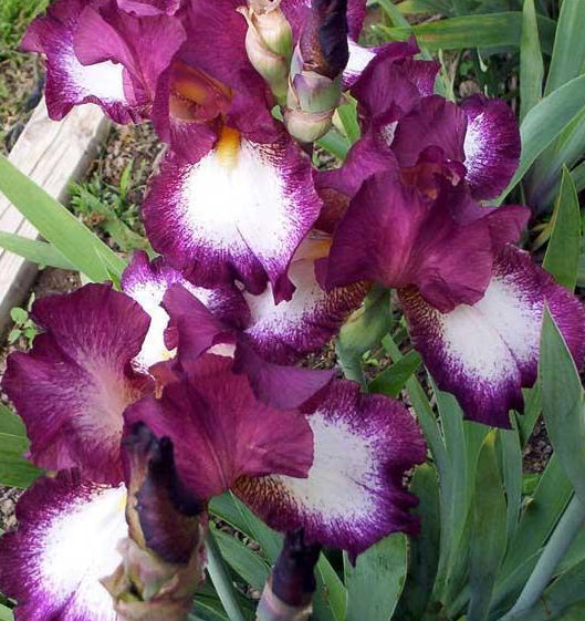 Iris Barbata Alta 
