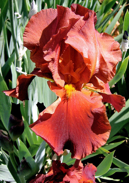 Iris Barbata Alta 