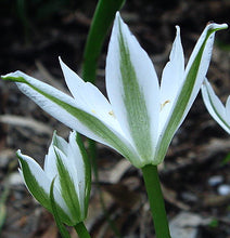 Carica l'immagine nel visualizzatore di Gallery, Ornithogalum Umbellatum
