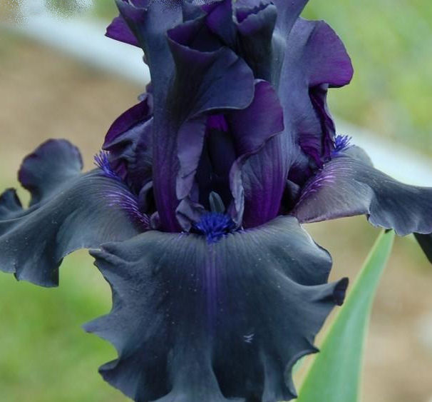 Iris Barbata Alta 