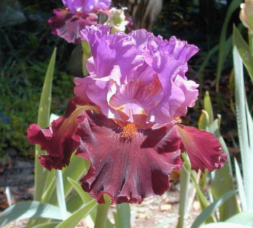 Iris Barbata Alta 