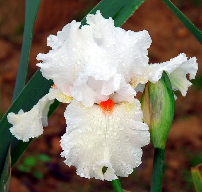 Iris Barbata Alta 