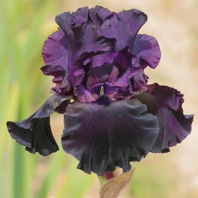 Iris Barbata Alta 