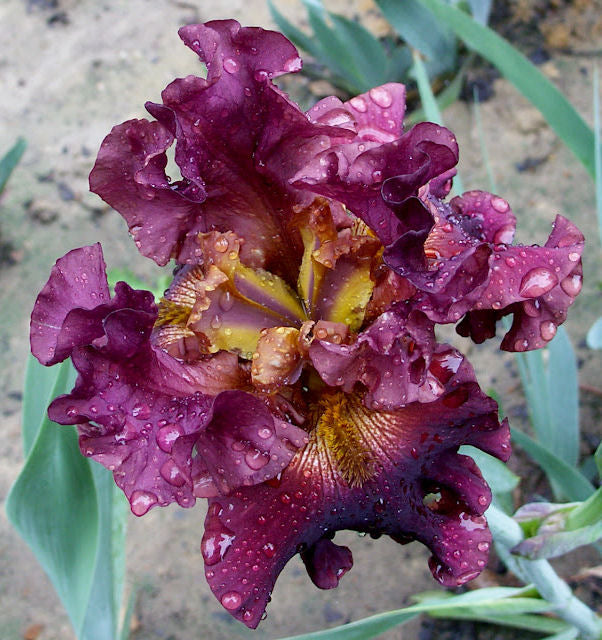 Iris Barbata Alta 