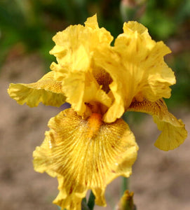 Iris Barbata Alta "Rio de Oro" in vaso