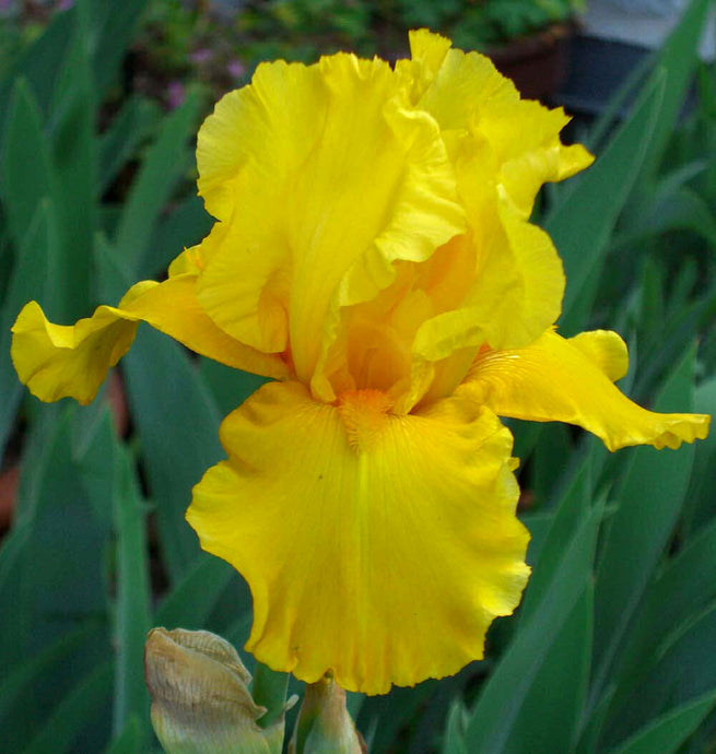 Iris Barbata Alta 