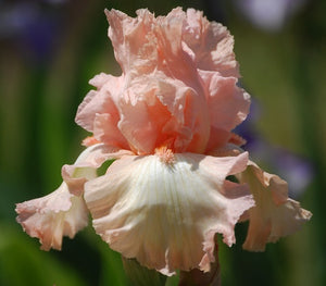 Iris Barbata Alta "Alice Goodman"