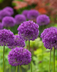 Allium "Purple Sensation" in bulbi