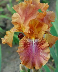 Iris Barbata Alta "Autumn Leaves"