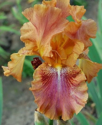 Iris Barbata Alta 