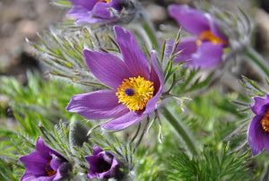 Pulsantilla Vulgaris