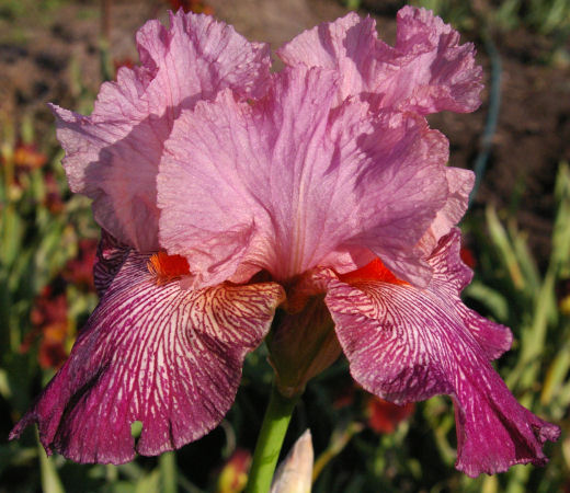 Iris Barbata Alta 