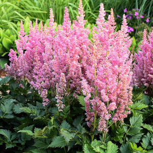 Astilbe Chinensis "Little Vision in Pink"