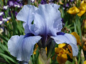 Iris Barbata Intermedia "Bold Stroke"