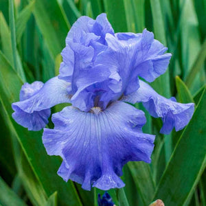 Iris Barbata Alta "Chou Bleu"