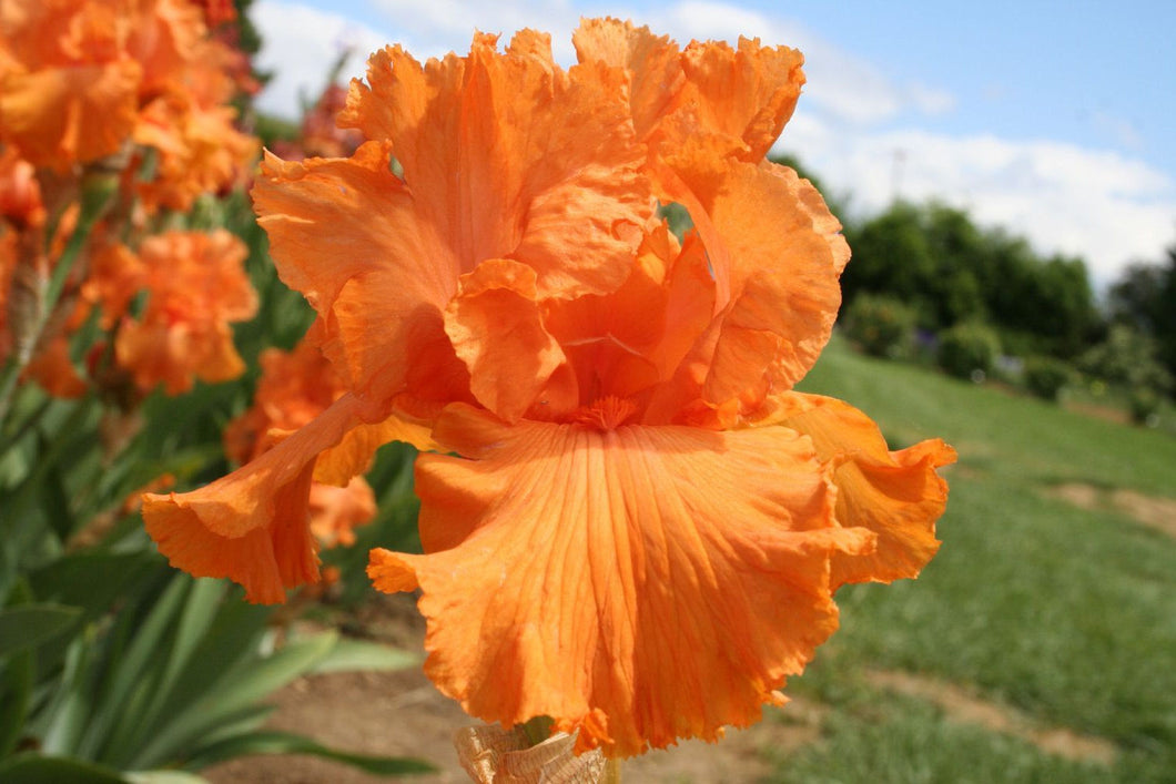 Iris Barbata Alta 