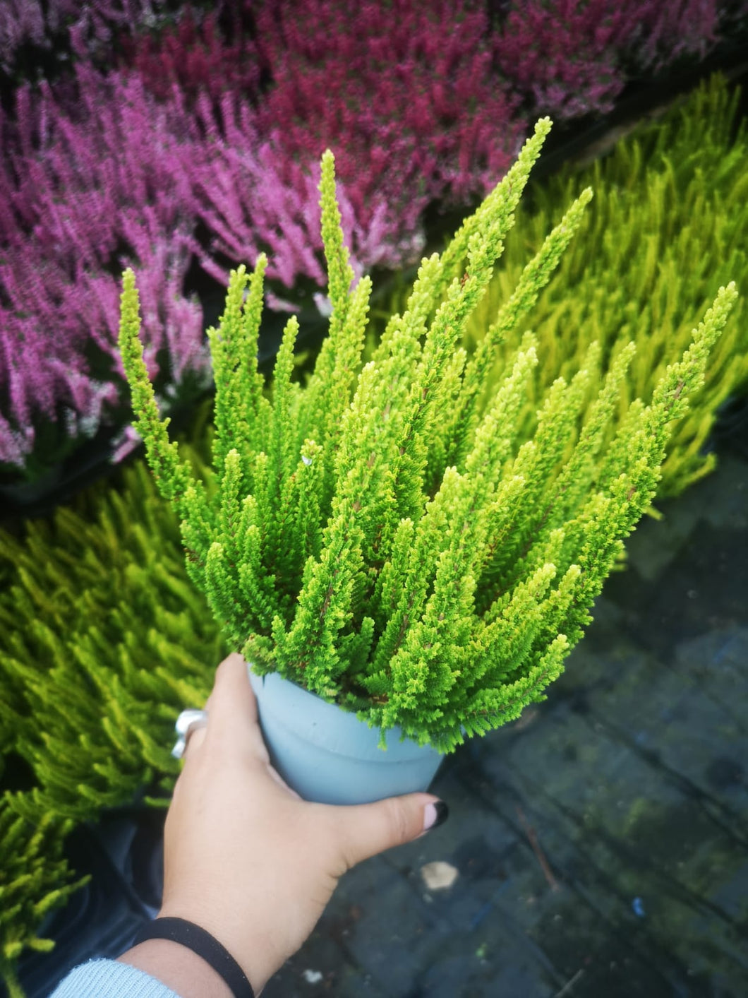 Calluna Vulgaris Light Green