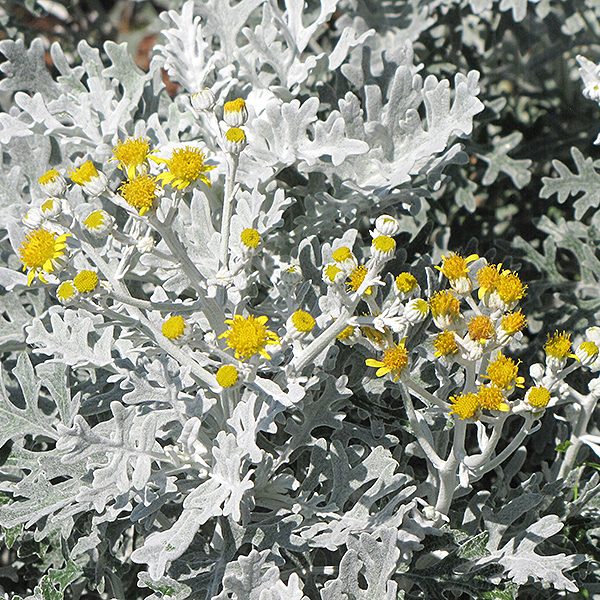 Senecio Cineraria