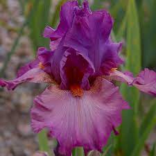 Iris Barbata Alta "Dyonisos"