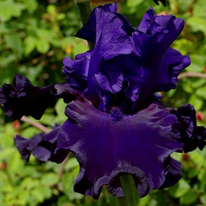 Iris Barbata Alta "Eclipse de Mai"