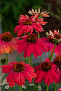 Echinacea Purpurea "Lakota Red"