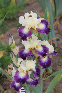 Iris Barbata Alta "Funambule"
