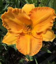 Carica l'immagine nel visualizzatore di Gallery, Hemerocallis "Orange Nassau"
