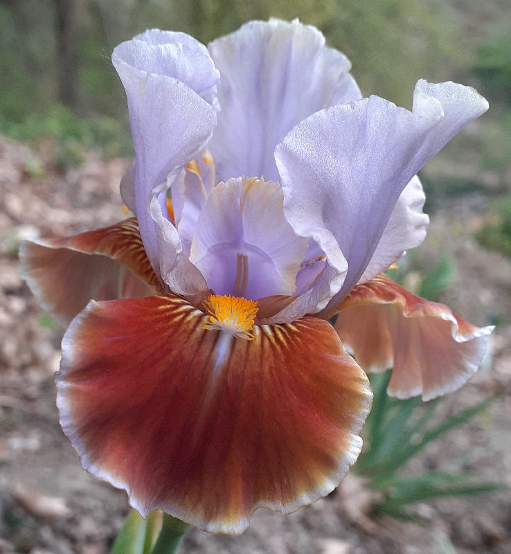 Iris Barbata Intermedia 