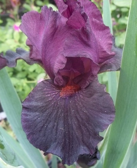 Iris Barbata Intermedia 