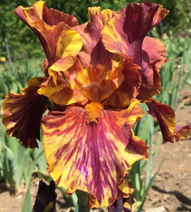 Iris Barbata Alta "Infernal Fire"